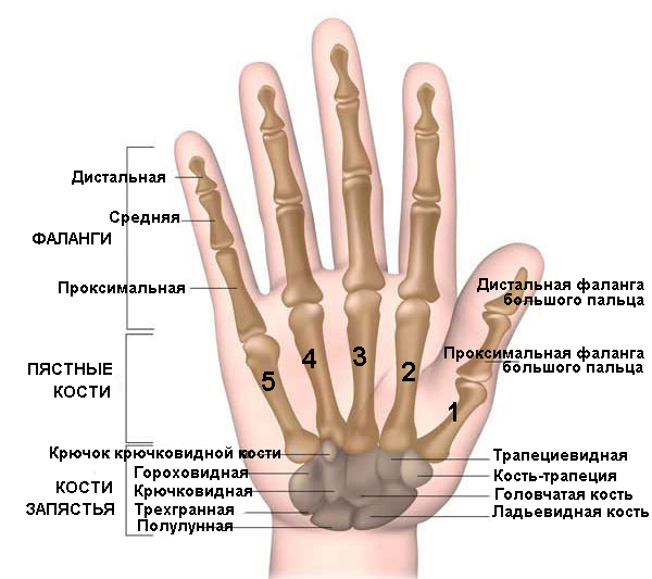 hand_wrist_bones2.jpg
