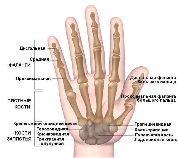 Ушиб ногтя – признаки, виды, методы лечения, осложнения и риски, профилактика