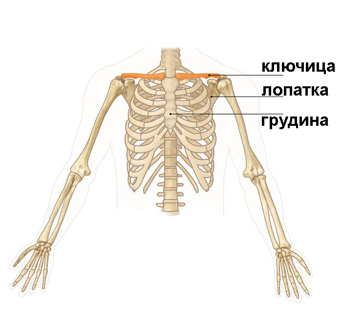 clavicle.jpg clavicle.jpg