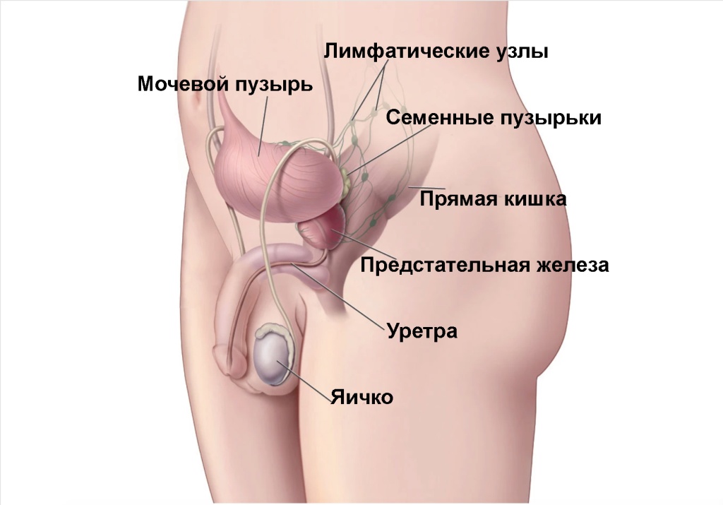 maleanatomy1.jpg maleanatomy1.jpg