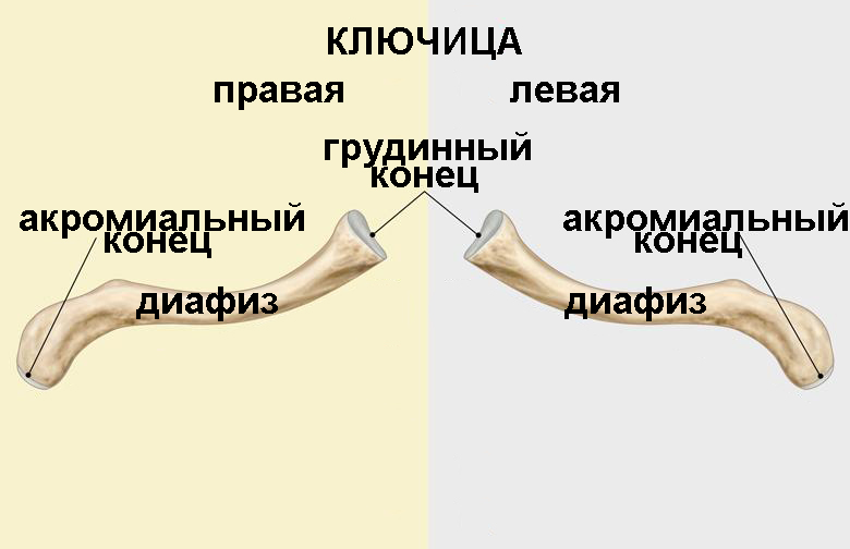 clavicle2.jpg clavicle2.jpg