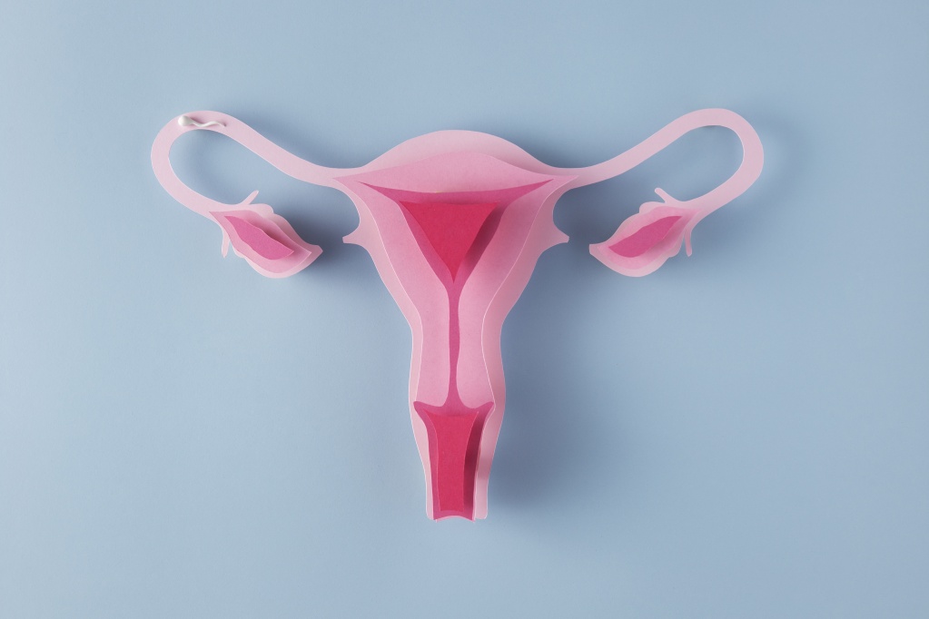 top-view-feminine-reproductive-system.jpg