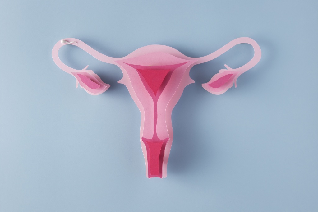 top-view-feminine-reproductive-system.jpg top-view-feminine-reproductive-system.jpg